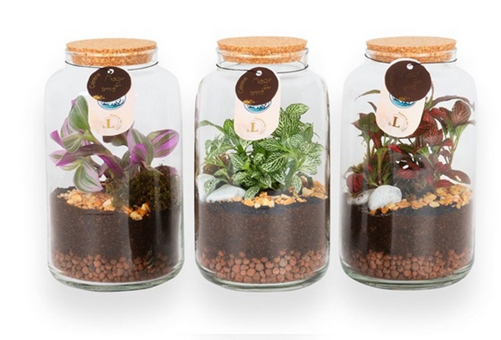 terrarium capsula piccola